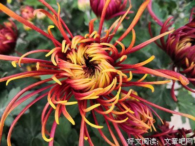 十万嬉皮句子