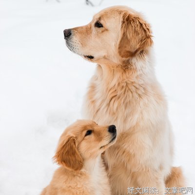 汪句子