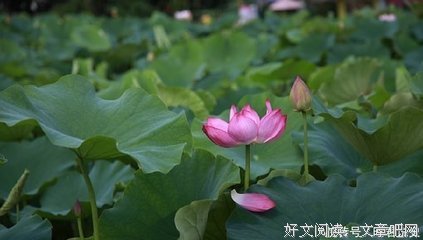 最全的《迷失的人》经典句子大全