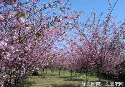 念久莲生优美的句子