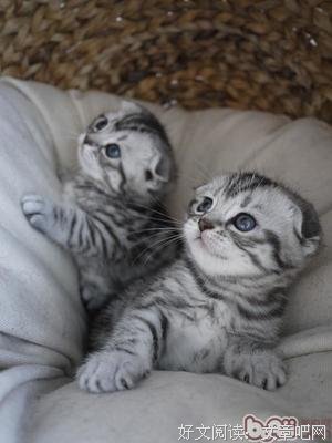 蓬蓬猫去上学读后感摘抄