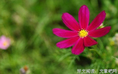 遥远的格桑花读后感1000字