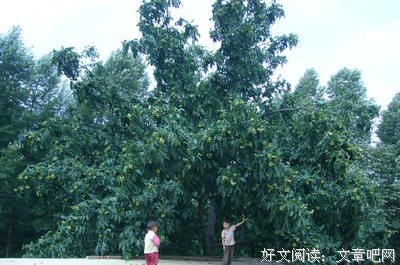 小小小小小核桃经典的句子