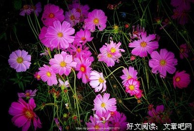 最新的《那些花儿》经典语录大全