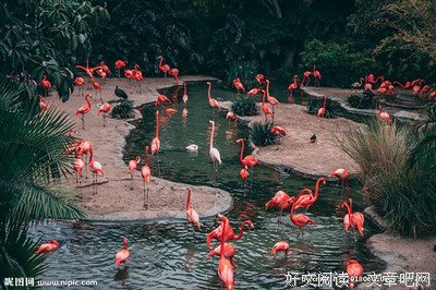 《火鸟》好看吗？经典观后感锦集
