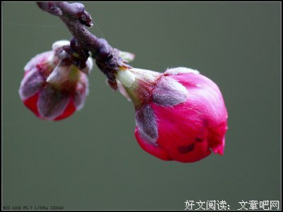 鸟语花香格言警句
