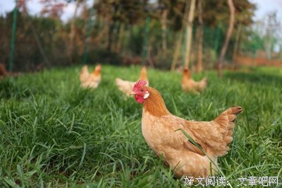 《温二狗》的句子