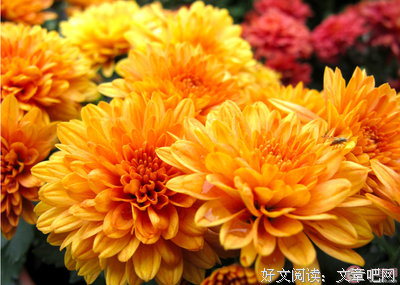  它能体会你的心情吗？的句子