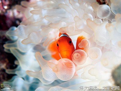 小狼与小羊