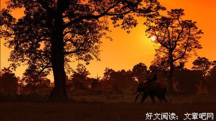 最经典的一直特立独行的猫的名言名句