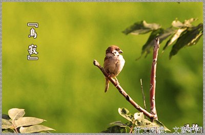 蝶情狂想句子