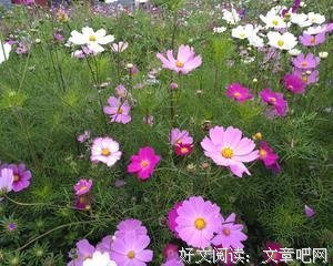 《死神的精确度》经典读后感有感