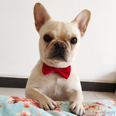 哪只眼睛看见我是你弟读后感摘抄