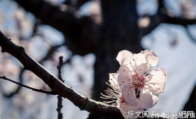 一鸣惊人的名句_关于一鸣惊人的名句
