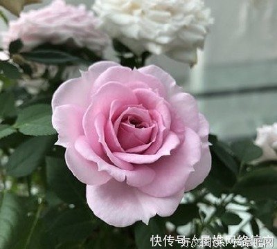 《读》的句子