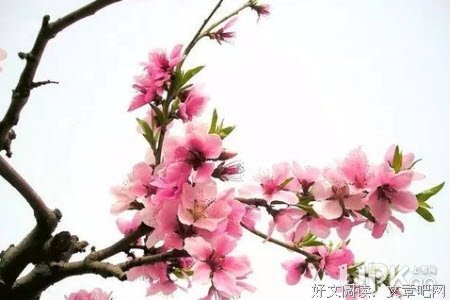 桃那变走成吃然时了变走不斩名句欣赏
