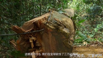 《大卫·爱登堡：地球上的一段生命旅程》经典影评1000字