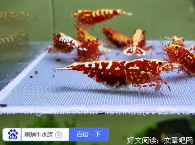《银河霸以时饲养手不过》经典语句