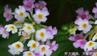 舊的优美句子