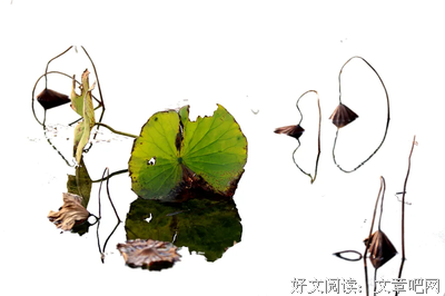 散爱名句欣赏