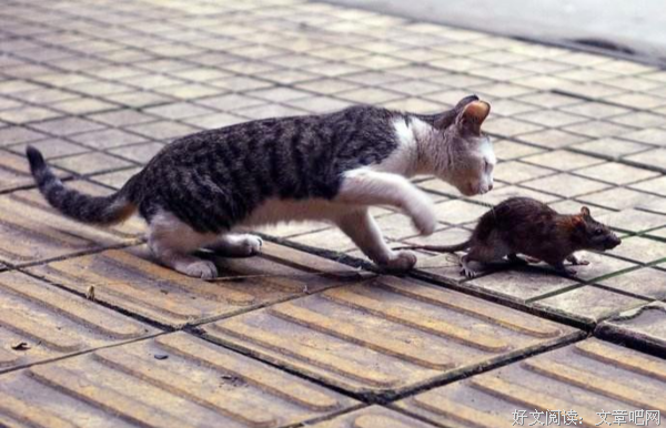 捉不到老鼠的猫