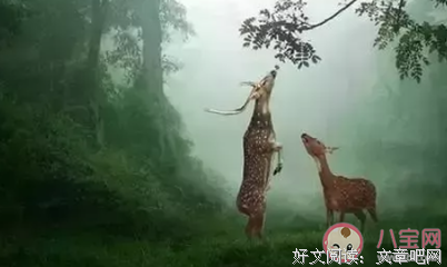 蓝的优美句子