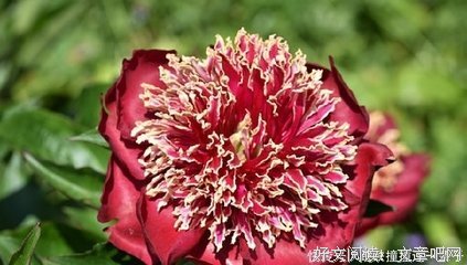 最新的《雅致生活》经典的句子