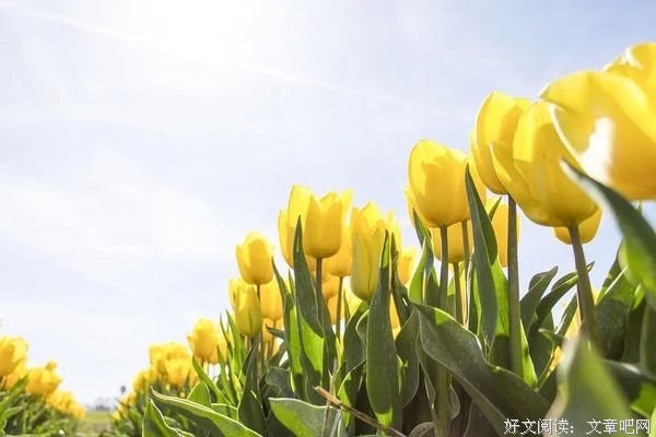 蔷薇花满架，不语也倾城
