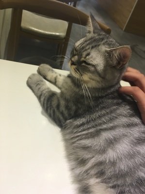 《爱猫上瘾：毛茸茸的主人》的读后感大全