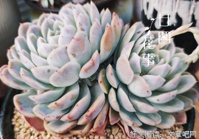 新手养多肉零失败读后感锦集