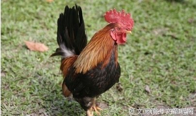 《鸡与牛 第一季》影评100字