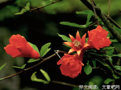 《春情夏日》经典影评有感
