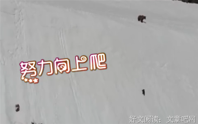《小熊杰利米》观后感精选
