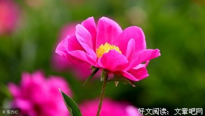 关于芍药的优美句子