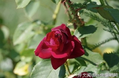 故事你真的在听吗句子大全