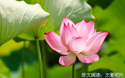 有关留残荷听雨的句子