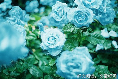 天开路着你风毛的流浪优美的句子