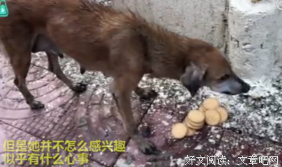 《一只流浪狗的心事》读后感精选