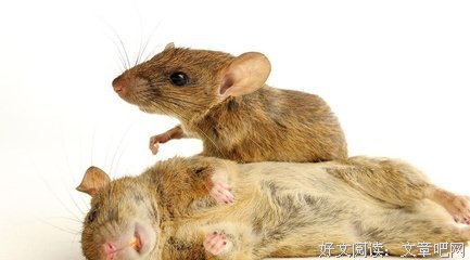 《读或死》经典影评有感