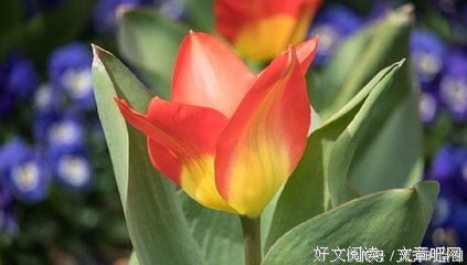 关于一画一伤的句子