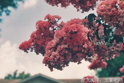 桃子夏小说语录