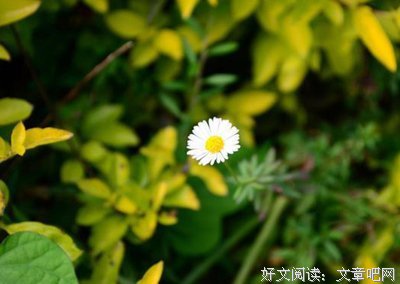 关于爱情好词好句