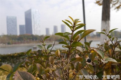 扫起落叶好过冬（第二版）读后感100字