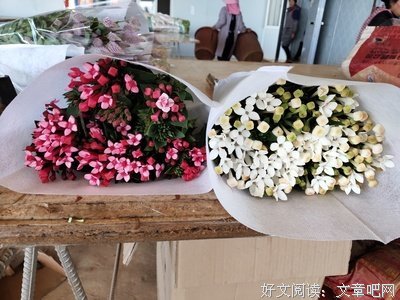 最新的《鲜花帝国》语录摘抄