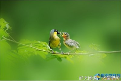 以用处安任声而的柔情句子大全