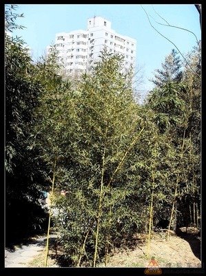 亭亭玉立的名句_关于亭亭玉立的名句