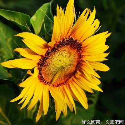 《葵花朵朵》好看吗？经典观后感锦集