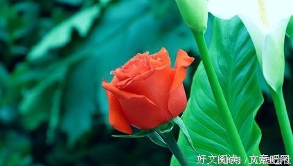若水经典的句子