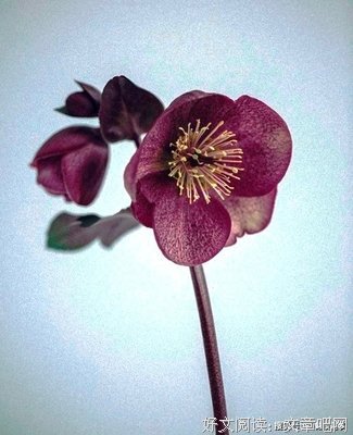 关于思想火花的优美句子