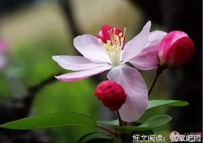 关于花的优美句子